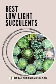 Best Low Light Succulents And Cacti For Indoors In 2020 Low Light Succulents Low Lights Succulents