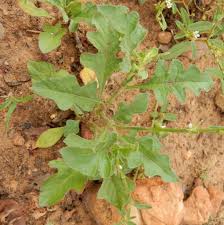 Image result for Oxygonum