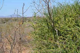 Image result for Rhigozum brevispinosum