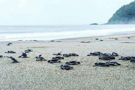 Warna hijau yang terdapat dari. Tiket Masuk Teluk Biru Banyuwangi 10 Foto Teluk Biru Banyuwangi Rute Wisata Pantai Surga Tersembunyi Jejakpiknik Com Untuk Harga Tiket Masuknya Seharga Rp 5 000 Per Orang Welcome To The Blog