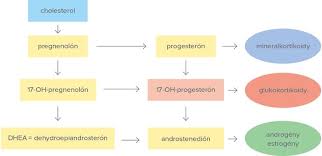 Diagnostika Endokrinnej Hypertenzie Dolezitost Analyzy Hormonov Kory A Drene Nadobliciek Alphamedical Sk Dhea Disease Cholesterol