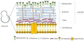 Check spelling or type a new query. Structure Of Yeast Cell Wall Download Scientific Diagram