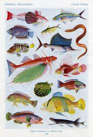 The Children S Encyclopedia The Children S Encyclopedia Fish Art Fish Drawings Scientific Illustration