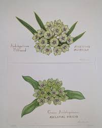 Image result for Asclepias foliosa