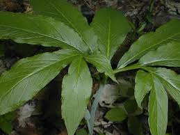 Large clusters of white flowers. Green Dragon Arisaema Dracontium