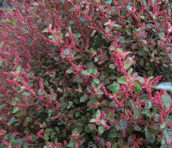 Image result for Acalypha