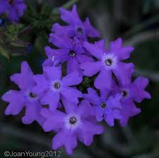 Image result for Verbena aristigera
