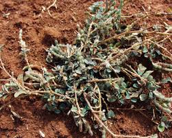 Image result for Alysicarpus zeyheri