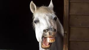 Funny Horse Picture For Desktop And Wallpaper Funny Horses Horse Smiling Horses
