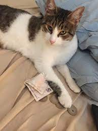 Para Goz Kedi Cihangir Kedi Cat Cats Para Money Funny Kedi Cats Hayvan