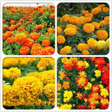 Brand Name Best Garden Seeds Full Bloom Period Summer Type Herbs Applicable Constellation Aries Flo Yellow Rose Flower Chrysanthemum Seeds Blooming Flowers