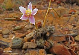 Image result for Anacampseros subnuda