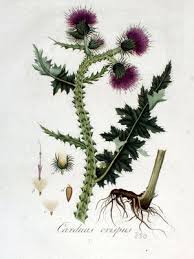 Pin Von Marlin Auf F L O W E R S In 2020 Distel Botanische Illustration Pflanzen