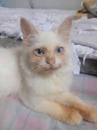 Introduction of Princess Penelope and cat lovers discussion