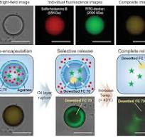 A Universal Strategy for Microcapsule Diversity via ...