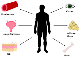 We are proud members of the better business bureau, our local. Bioengineering Free Full Text Innovative Human Three Dimensional Tissue Engineered Models As An Alternative To Animal Testing Html