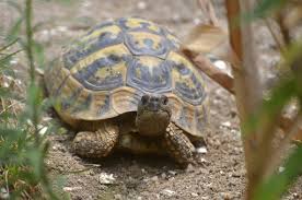 Make sure the pond is not too. Turtles Can Make Great Pets But Do Your Homework First