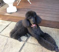See more ideas about standard poodle, poodle, black standard poodle. Black Standard Poodle Anotherdayinparadise2 S Blog