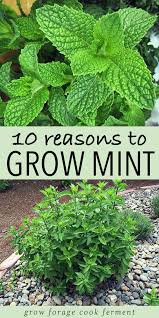 10 Reasons To Grow Mint Without Fear Mint Plants Growing Herbs Herbs