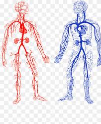 heart human body anatomy diagram circulatory system heart angle white mammal png pngwing heart human body anatomy diagram