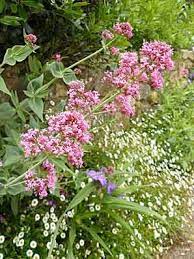 centranthus ruber valeriane des jardins arrosoirs et secateurs arrosoir valeriane secateurs