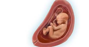 36 34 33 29 35 32 37 30 24 haftalik bebek kilosu kac olmali