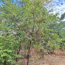 Image result for Globimetula mweroensis