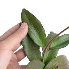 Image result for Erythrina sp. 1