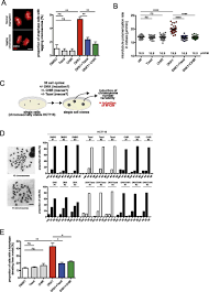 You may use faithful 3d for your own resource packs, but please providecredit. Wnt10b Gsk3b Dependent Wnt Stop Signaling Prevents Aneuploidy In Human Somatic Cells Life Science Alliance