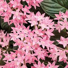 Sunstar Pink Egyptian Star Flower Pentas Lanceolata Pentas Flower Star Flower Flower Pots