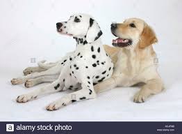 Loved by most dog enthusiasts, the golden retriever is one of the most popular dog breeds in the world. Dalmatiner Und Golden Retriever Stockfotografie Alamy