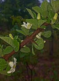 Image result for Catunaregam