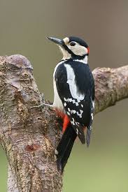 Black And White Spotted Bird Great Spotted Woodpecker Spotted Woodpecker Woodpecker Pet Birds