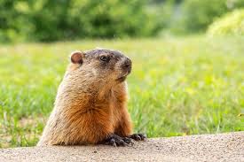 In weather lore, if a groundhog emerges from its burrow on this day and fails to see its shadow because the weather is cloudy, winter will soon end. Gobbler S Knob Tophats And Groundhogs The Story Of Punxsatawney Phil And His Many Imposters Wkms