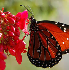Black And White Spotted Butterfly Meaning Like The Monarch The Queen Has Black And White Spotted Body It Feeds And Lays Its Eggs On Milkweed The Egg Beautiful Butterflies Monarch Butterfly Butterfly