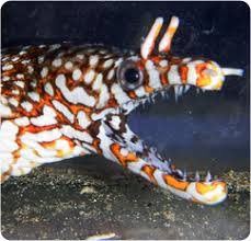 The dragon goby, for example, is sometimes classified as a freshwater pet. Japanese Dragon Eel Hawaiian Dragon Moray Eel Enchelycore Pardalis