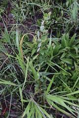 Image result for Searsia acuminatissima
