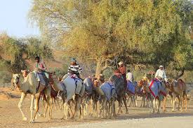 This event was the work of the australian millionaire arthur earle, who wanted to recognise the positive impact that camels had on the development of australia. Pin Auf Kamelrennbahn Ras Al Khaimah Camel Race Track Ras Al Khaimah