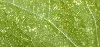 Spider Mites Suck Plants Dry Lam Tree Service