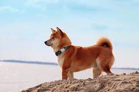 Shiba inu shib preis in usd, eur, btc für heute und historische marktdaten. I0zc Tiuce0nqm