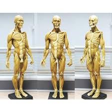 Male human torso model isolated on white background. Shuai 23 6 Inch 60cm Male Anatomy Figure Human Muscle Skeleton Anatomical Model Painting Sculpture Anatomical Reference Buy Online In Aruba At Aruba Desertcart Com Productid 170426477