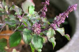 Image result for Ocimum angustifolium