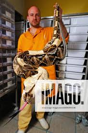 Western Gabon viper Bitis rhinoceros , man with snake in a medical  laboratory, Ghana, Africa