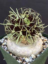 Image result for Brachystelma