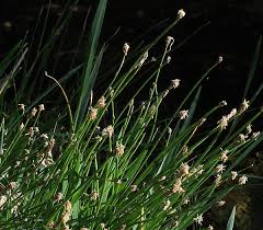 Image result for Eleocharis naumanniana