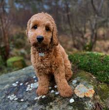 Thus, you won't have to go far to search for cockapoo breeders near you. Cockapoo Puppies Near Me Home Facebook