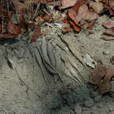 Image result for Asparagus exuvialis