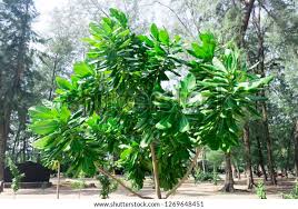 Image result for Barringtonia asiatica
