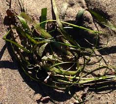 Image result for Zostera capensis