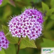 Image result for spirea japonica gold princess